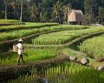 Mandapa A Ritz-carlton Reserve, Bali - Ubud, last minute odmor
